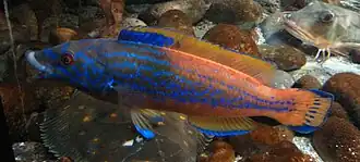 Description de cette image, également commentée ci-après