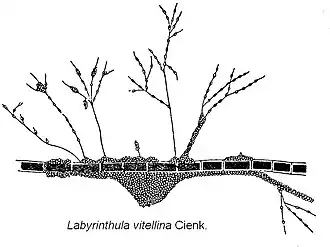 Description de l'image Labyrinthula vitellina a1.jpg.