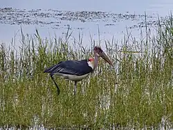 Marabout (Leptoptilos crumeniferus)