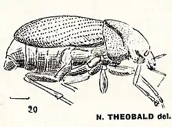 Lachnopus robustus N. Théobald 1935.