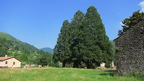 Les trois séquoias (Sequoiadendron giganteum).