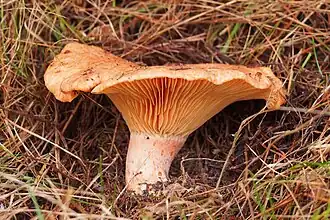 Pousse exclusivement sous Pins.