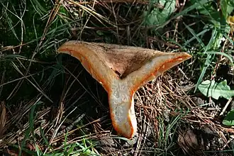 Chair blanchâtre exsudant du latex orangé à la coupe.