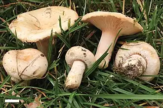 Lactaire pubescent (Lactarius pubescens)