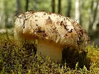 Description de cette image, également commentée ci-après