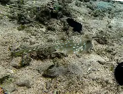 Un poisson-vache à longues cornes (Lactoria cornuta)