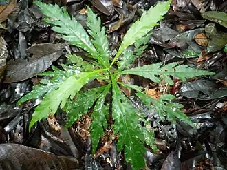 Description de l'image Lacunaria crenata.jpg.