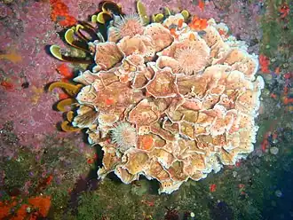 Schizoretepora tessellata (Phidoloporidae).