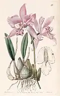 Laelia furfuracea, Mexique (Oxaxca).