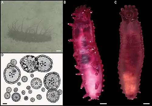 Laetmogone cf. wyvillethomsoni