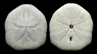 Laganum laganum (Laganidae).