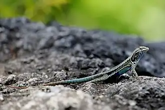 Description de l'image Lagartija - panoramio (1).jpg.