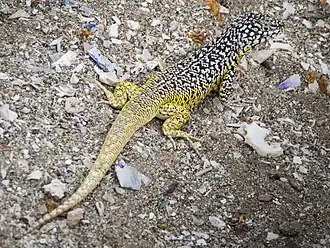 Description de l'image Lagartija Reserva Nacional Pinguino de Humboldt 03.jpg.