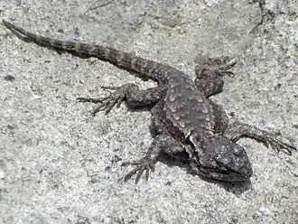 Description de l'image Lagartija espinosa del Anáhuac (Sceloporus anahuacus).jpg.