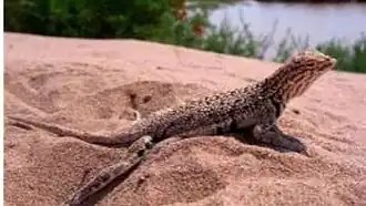 Description de l'image Lagartija nocturna del Bolsón de Mapimí (Xantusia bolsone).jpg.