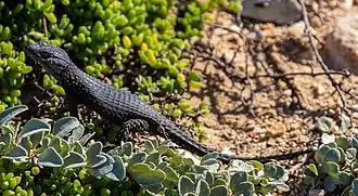 Description de l'image Lagarto (Cordylus niger), cabo de Buena Esparanza, Sudáfrica, 2018-07-23, DD 83.jpg.