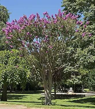 Lagerstroemia indica - Jardin des plantes de Toulouse