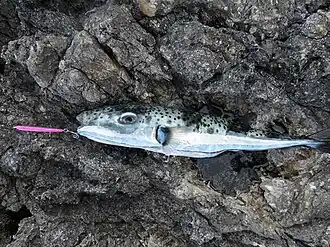 Description de l'image Lagocephalus sceleratus.jpg.