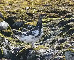 Photographie en couleurs d'un oiseau de mer.