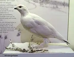 Un lagopède des saules empaillé, avec son plumage d'hiver, exposé au Muséum d'histoire naturelle de Brunswick en Allemagne.