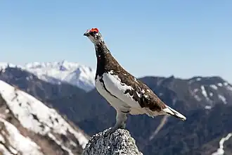Un lagopède alpin (Lagopus muta japonica) avec son plumage d'été (2), sur le Mont Tsubakuro au Japon.