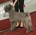 Lagotto brun.