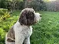 Lagotto blanc et brun.
