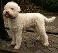 lagotto blanc.