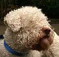 lagotto blanc.