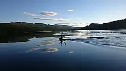 Sous un ciel clair en soirée la silhouette d'un renne qui nage dans le Laisälven