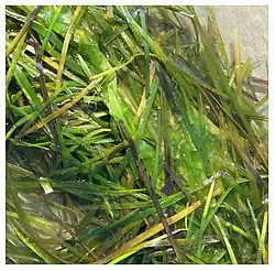 Fait assez inhabituel sur la façade atlantique, cette laisse de mer est principalement constituée de feuilles de zostères.