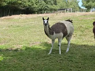 Image illustrative de l’article Parc animalier de Pradinas