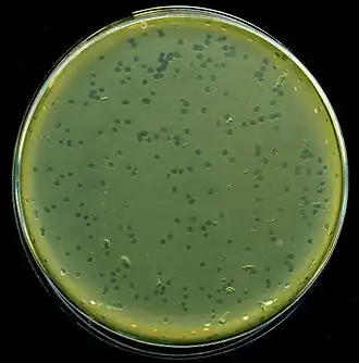 Description de l'image LambdaPlaques.jpg.