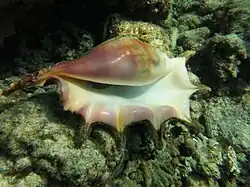 Une conque araignée géante (Lambis truncata)