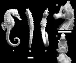 Hippocampus patagonicus