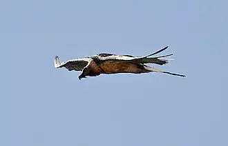 Gypaète barbu, Gypaetus barbatus.