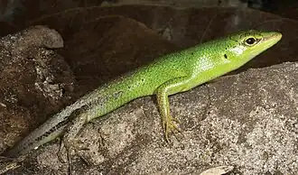 Lézard vert trapu