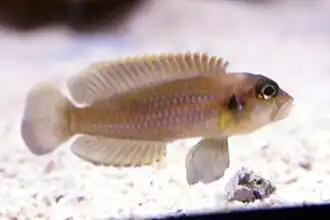 Variété « gold/orange ».