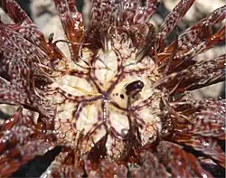 Tegmen du calice d'une Lamprometra palmata. La bouche est au centre des cinq sillons ambulacraires, et l'anus au sommet de la colonne.