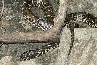 Description de l'image Lampropeltis getula splendida 2.jpg.
