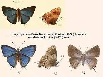 Description de l'image LamprospilusOrcidiaHewitsonGodmanSalvin.jpg.