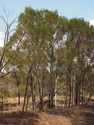 Description de l'image Lancewood habit.jpg.