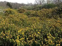Lande de la queue de l'étang