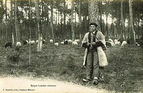 Berger landais tricotant.