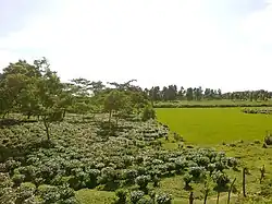 District de Goalpara