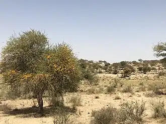 Paysage broussailleux dans le Thar pakistanais.