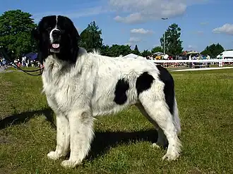 Landseer mâle âgé de 2 ans.