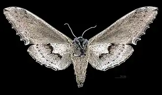 Langia zenzeroides formosana femelle revers MHNT