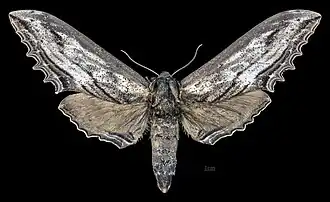 Langia zenzeroides nawai femelle face dorsale MHNT