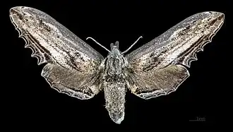 Langia zenzeroides zenzeroides face dorsale de la femelle MHNT